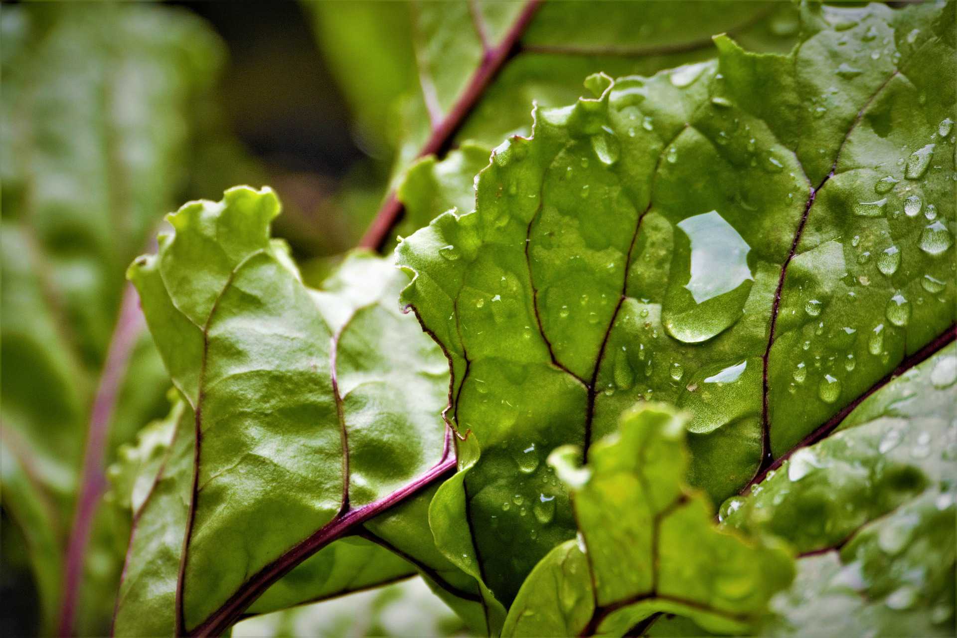 beetroot leaf