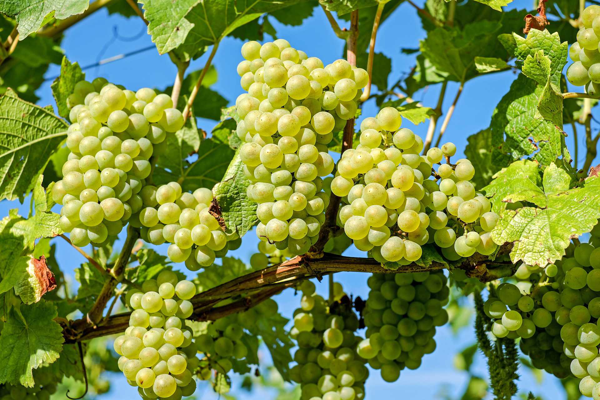 grape vine