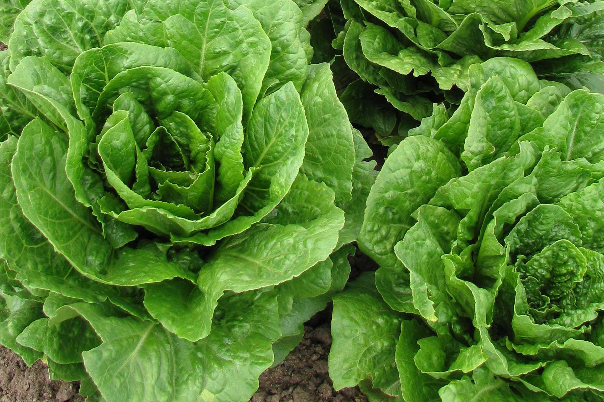 Cos Lettuce Images At Beverly Marone Blog